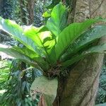 Anthurium hookeri Habit