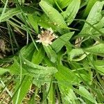 Plantago argentea Leaf