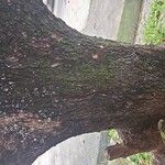 Terminalia catappaBark