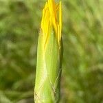 Scorzonera hispanica Flower