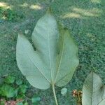 Sterculia apetala Leaf