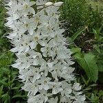 Eremurus robustus Flower