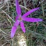 Colchicum montanum Lorea