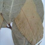 Protium cuneatum Diğer