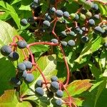 Parthenocissus quinquefolia Плод