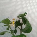 Solanum chenopodioides പുഷ്പം