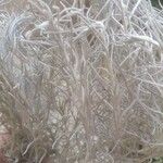 Helichrysum italicum Leht