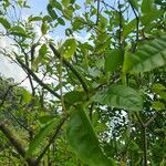 Piper tuberculatum Fruit