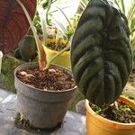 Alocasia cuprea Blatt