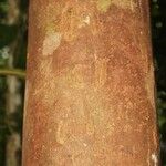 Macoubea guianensis Кора