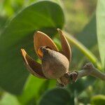 Ipomoea spathulata ফল