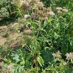 Eupatorium cannabinumFeuille