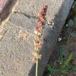 Cenchrus echinatus Fruit