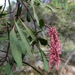 Faurea forficuliflora Λουλούδι