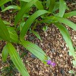 Bletilla striata 葉