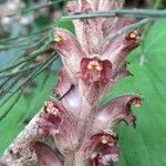 Orobanche rapum-genistae Flor