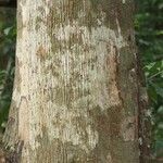Virola michelii Corteza