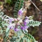 Astragalus arequipensis Blomst