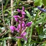 Orchis mascula 花