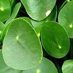 Pilea peperomioides Leaf