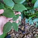 Rubus foliosus Blatt