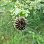 Abutilon hirtum Frukt