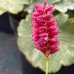 Bistorta amplexicaulis Floare