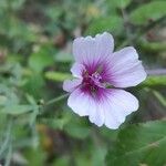 Althaea cannabina Квітка