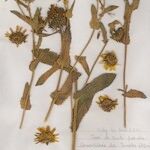 Grindelia hirsutula 其他