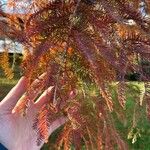 Taxodium distichum Hostoa