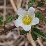 Sida alba Flower