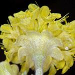 Eriogonum sphaerocephalum Floare