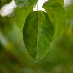 Ficus virens Leaf