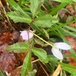 Anemone trifolia Лист
