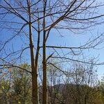 Ceiba pentandra Plante entière