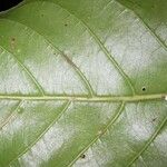 Pouteria reticulata Hoja