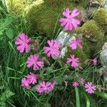 Silene pendulaFlower