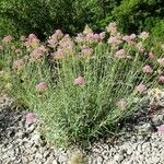 Centranthus lecoqii Hábito