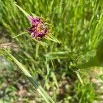 Tragopogon angustifolius 花