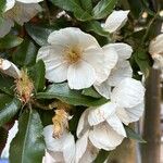 Eucryphia cordifolia Fiore