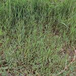 Paspalum distichum फूल