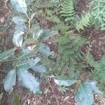 Laurus novocanariensis Лист