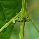 Amphilophium crucigerum Otro