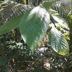 Justicia aurea Leaf