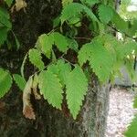 Zelkova carpinifolia برگ