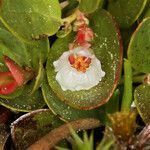 Gaultheria humifusa Flower