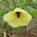 Hibiscus lunariifolius Flor