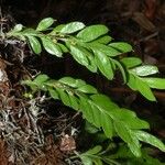 Tmesipteris lanceolata Листок