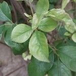 Rosa laevigata Leaf