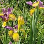 Iris spuria Flower